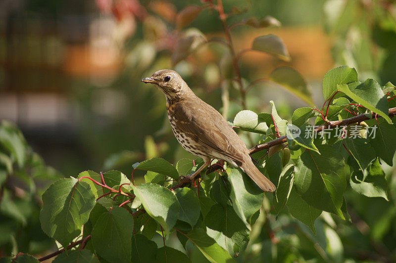 歌鸫(Turdus philomelos)